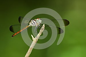 Image of lathrecista asiatica dragonflyfemale