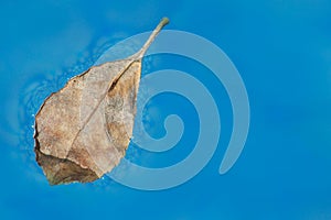 Leaf floating on the water of a swimming pool photo