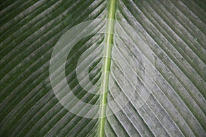 Image of a leaf looks like a road among the fields
