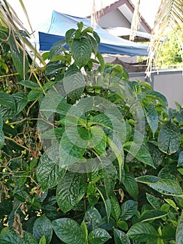 Leafy green black face general plant