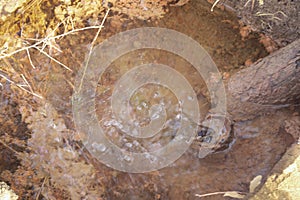 image of leakage water from broken and rusty pipe from the ground.