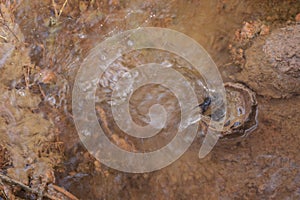image of leakage water from broken and rusty pipe from the ground.