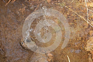 image of leakage water from broken and rusty pipe from the ground.