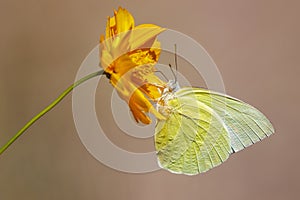 Image of lemon emigrant butterfly Catopsilia pomona is sucking nectar from flowers on a natural background. Insects. Animals