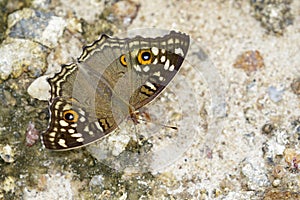 Image of Lemon pansy butterfly Junonia lemonias lemonias