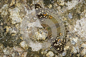 Image of Lemon pansy butterfly Junonia lemonias lemonias