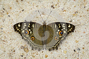 Image of Lemon pansy butterfly Junonia lemonias lemonias