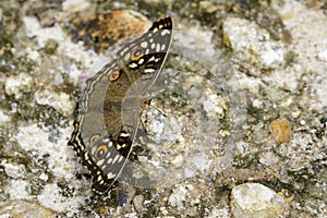 Image of Lemon pansy butterfly Junonia lemonias lemonias