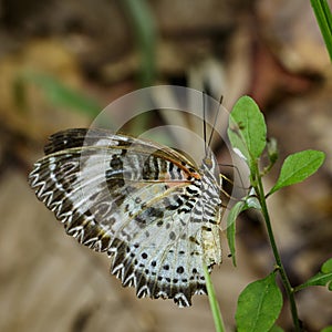 Image of Leopard lacewing Butterfly on green leaves. Insect Animal.