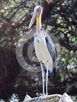Image of a Lesser adjutant stork.