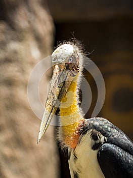 Image of a Lesser adjutant stork.