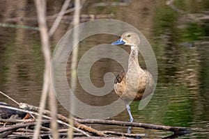 Image of lesser whistling duck or also indian whistling duck Dendrocygna javanica on nature background. Bird, Animals