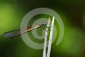 Image of Libellago lineata lineata dragonfly.