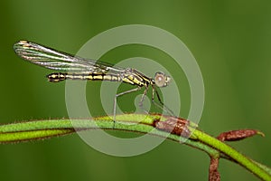 Image of Libellago lineata lineata dragonfly.