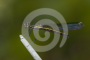 Image of Libellago lineata lineata dragonfly.