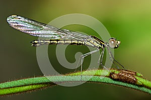 Image of Libellago lineata lineata dragonfly.