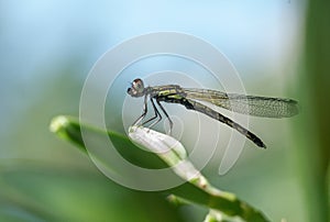 Image of Libellago lineata lineata dragonfly
