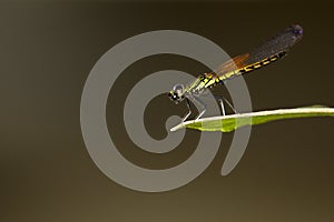 Image of Libellago lineata lineata dragonfly.