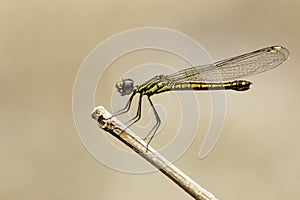 Image of Libellago lineata lineata dragonfly on dry branches.