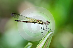 Image of Libellago lineata lineata dragonfly