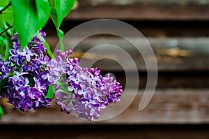 Image of lilac flower Bud Bush pink red lilac purple closeup on background of wooden fence shield in summer garden