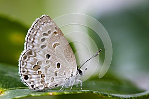 Image of The Lime Blue butterflyChilades lajus lajus Stoll,