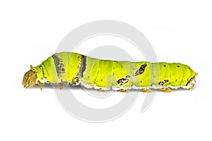 Image of lime butterfly caterpillar isolated on white background. Insect. Animal. Green worm photo