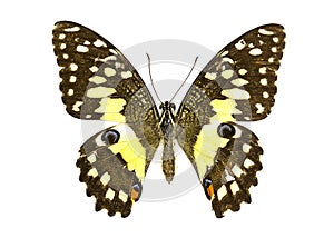 Image of Lime Butterfly Papilio demoleus.