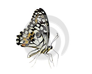 Image of lime butterflyPapilio demoleus isolated on white background