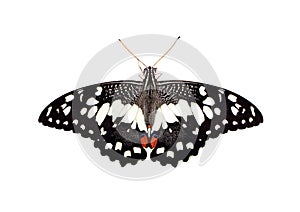 Image of lime butterflyPapilio demoleus isolated on white background. Insect. Animals