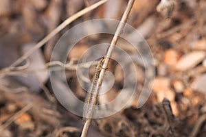 Image of a lion ant in its environment among the herbs of the soil