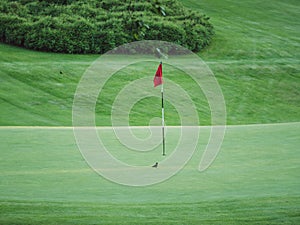 Image of little black bird on golf course sitting next to red flag