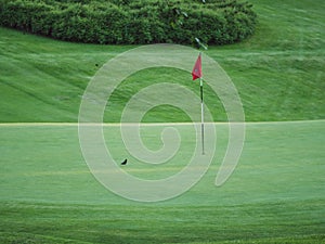 Image of little black bird on golf course sitting next to red flag