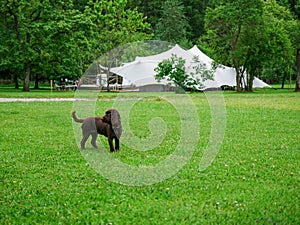 Image of little dog in front of a big white wedding tent