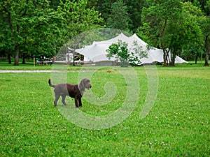 Image of little dog in front of a big white wedding tent