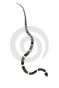 Image of little snake Lycodon laoensis on white background., Reptile,. Animals