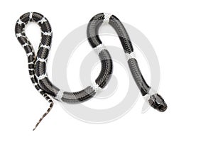 Image of little snake Lycodon laoensis on white background., Reptile,. Animals