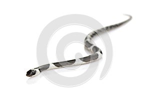 Image of little snake Lycodon laoensis on white background., Reptile,. Animals