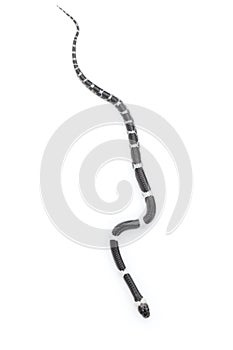 Image of little snake Lycodon laoensis on white background., Reptile,. Animals