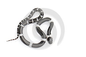 Image of little snake Lycodon laoensis on white background., Reptile,. Animals