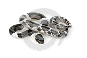 Image of little snake Lycodon laoensis on white background., Reptile,. Animals