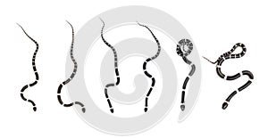 Image of little snake set Lycodon laoensis on white background., Reptile. Animals.