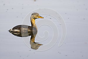 Image of little teal Dabbling duck