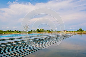 image of live soft shell crab farm