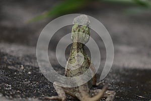 This is the image of of lizard.