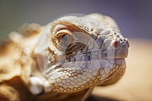 Image of a lizard head on nature background. Reptile. Animals