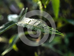 Image of Long Green leaf
