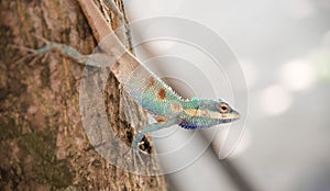 Image of macro blue chameleon on the tree , Natural color change photo