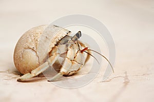 Snail crab on a sand