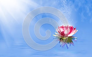 magic lotus flower on the water